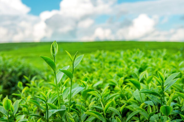 Green Tea: Ancient Medicine Turned Modern Health Drink