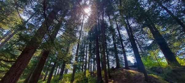 Naggar: A Serene Trail To Find Yourself